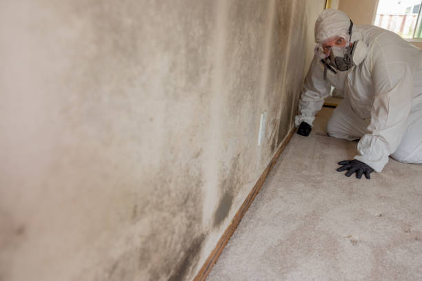 Best Mold Remediation for Vacation Homes  in Maumee, OH